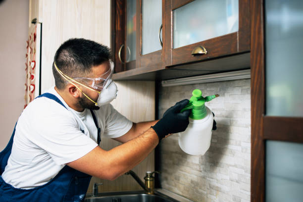 Best Flea Control Services  in Las Cruces, NM