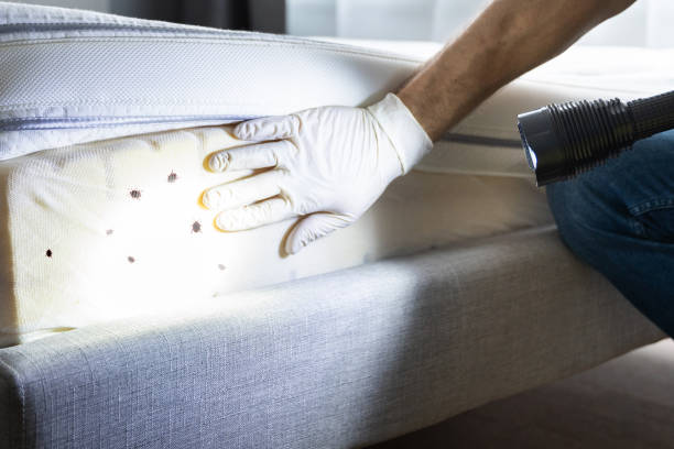 Professional Pest Control in Las Cruces, NM