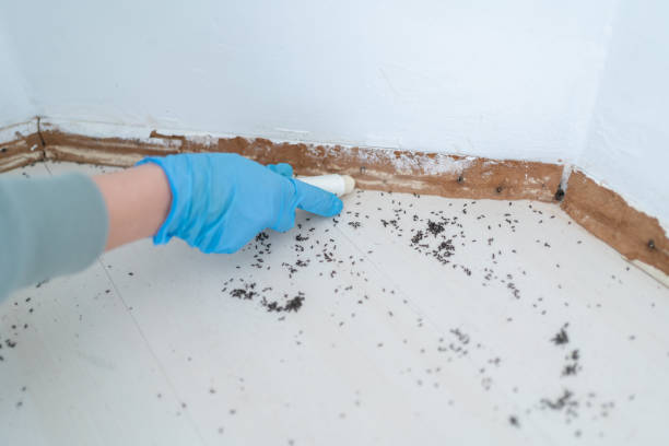 Best Pest Removal Services  in Las Cruces, NM